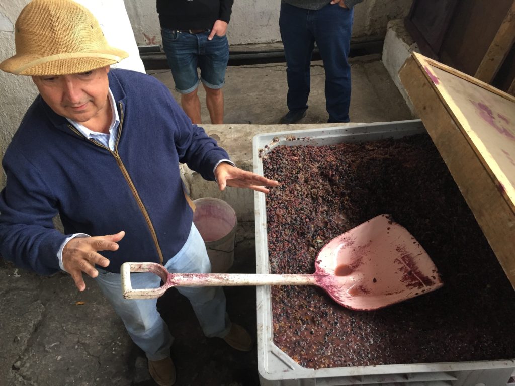 aconcagua valley grape maceration
