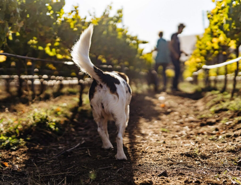 Angela's Dog Vi amongst the Vines