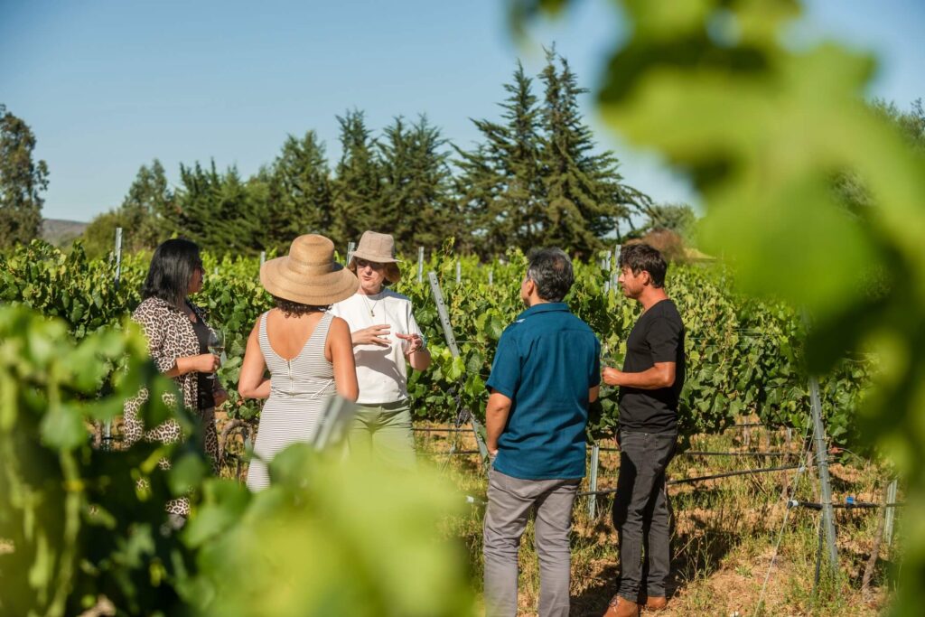 Walking Through Vineyard at Atilio's, Casablanca Valley